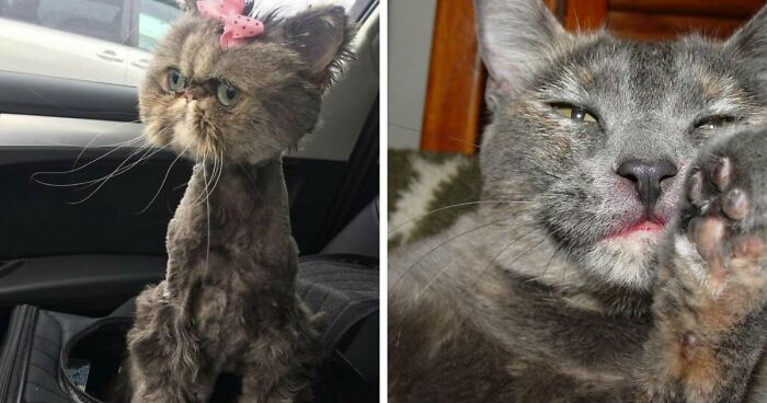 88 Of The Worst Pictures People Have Of Their Cats That Are Still Incredibly Cute