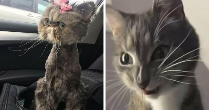 88 Of The Worst Pictures People Have Of Their Cats That Are Still Incredibly Cute