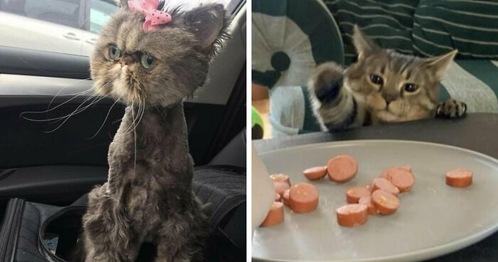 88 Of The Worst Pictures People Have Of Their Cats That Are Still Incredibly Cute