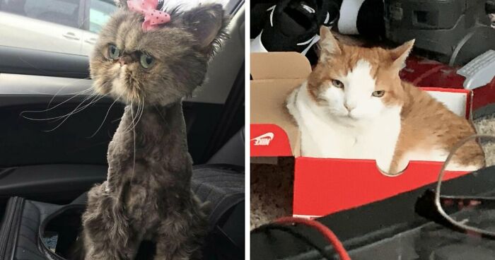 88 Of The Worst Pictures People Have Of Their Cats That Are Still Incredibly Cute