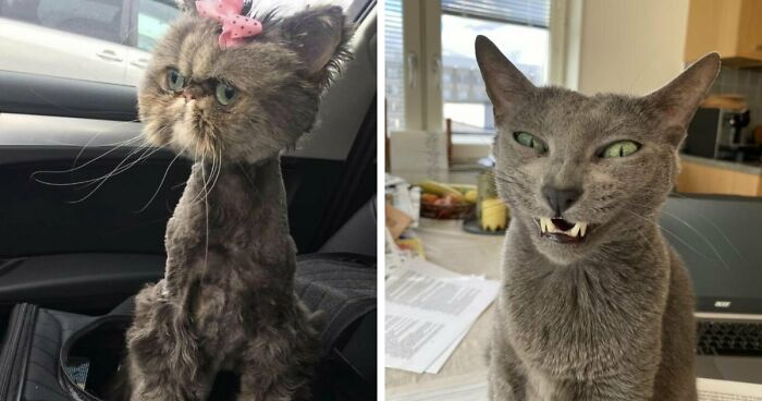 88 Of The Worst Pictures People Have Of Their Cats That Are Still Incredibly Cute