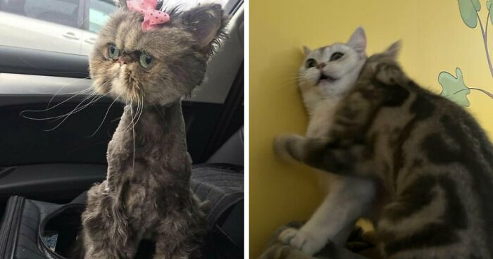 88 Of The Worst Pictures People Have Of Their Cats That Are Still Incredibly Cute