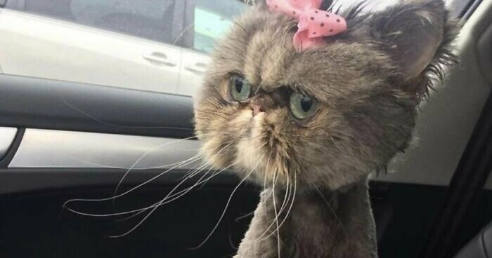 88 Of The Worst Pictures People Have Of Their Cats That Are Still Incredibly Cute