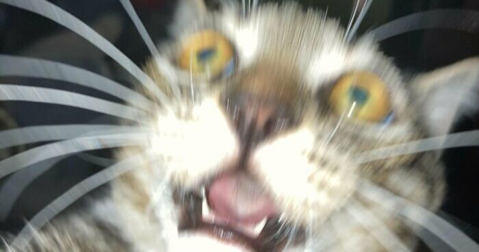 88 Of The Worst Pictures People Have Of Their Cats That Are Still Incredibly Cute