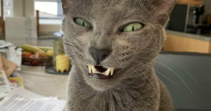 88 Of The Worst Pictures People Have Of Their Cats That Are Still Incredibly Cute