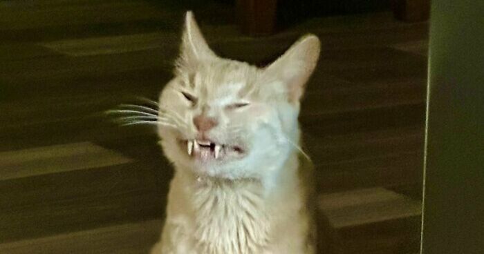 88 Of The Worst Pictures People Have Of Their Cats That Are Still Incredibly Cute