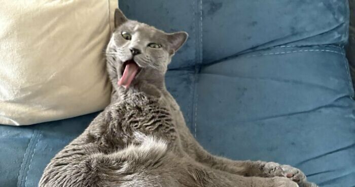 88 Of The Worst Pictures People Have Of Their Cats That Are Still Incredibly Cute