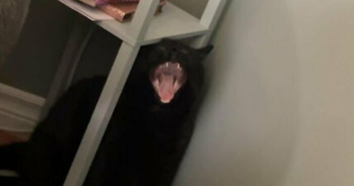 88 Of The Worst Pictures People Have Of Their Cats That Are Still Incredibly Cute