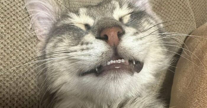 88 Of The Worst Pictures People Have Of Their Cats That Are Still Incredibly Cute
