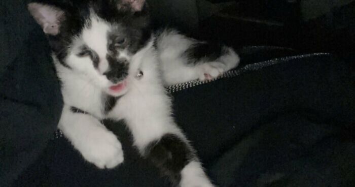 88 Of The Worst Pictures People Have Of Their Cats That Are Still Incredibly Cute