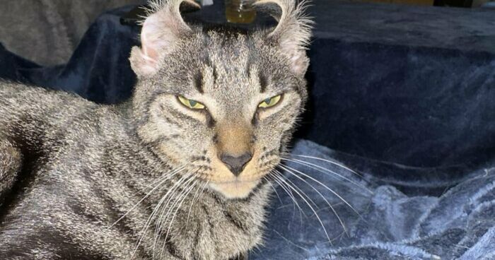 88 Of The Worst Pictures People Have Of Their Cats That Are Still Incredibly Cute