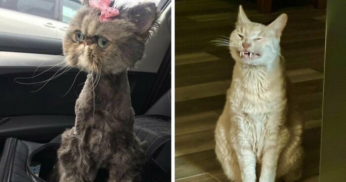 88 Of The Worst Pictures People Have Of Their Cats That Are Still Incredibly Cute