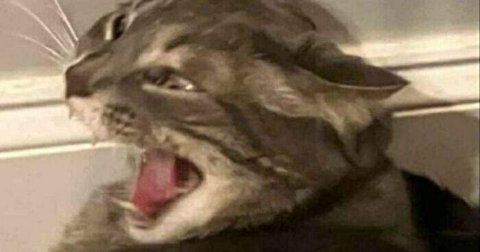 88 Of The Worst Pictures People Have Of Their Cats That Are Still Incredibly Cute