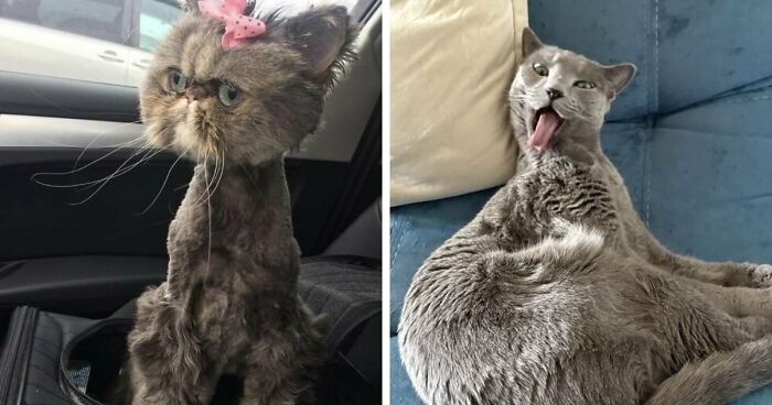 88 Of The Worst Pictures People Have Of Their Cats That Are Still Incredibly Cute