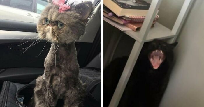 88 Of The Worst Pictures People Have Of Their Cats That Are Still Incredibly Cute