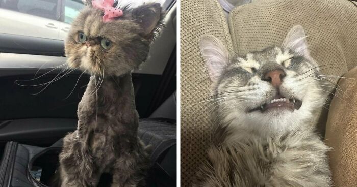 88 Of The Worst Pictures People Have Of Their Cats That Are Still Incredibly Cute