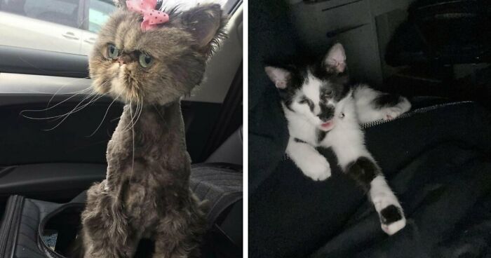 88 Wonderfully Stupid Cat Pictures Packed Full Of Pure Serotonin To Instantly Boost Your Mood