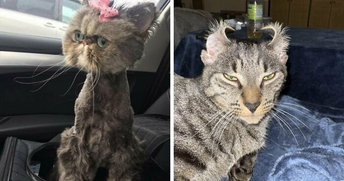 88 Of The Worst Pictures People Have Of Their Cats That Are Still Incredibly Cute