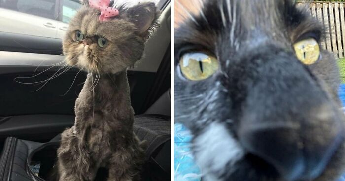 People Are Sharing The Worst Pictures Of Their Cats And These 88 Are Hilarious