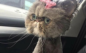 88 Of The Worst Pictures People Have Of Their Cats That Are Still Incredibly Cute