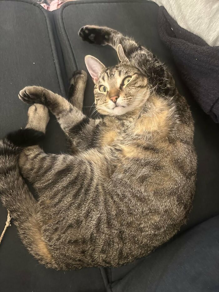 Tabby cat lying awkwardly on black couch stretching paws