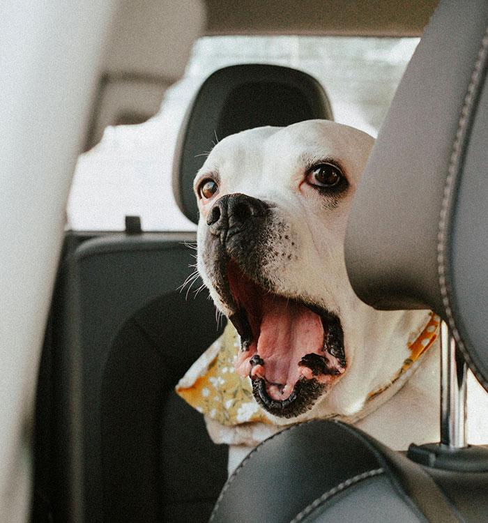 A white dog yawning in the back seat of a car, a humorous take on drivers and road rage on the road.
