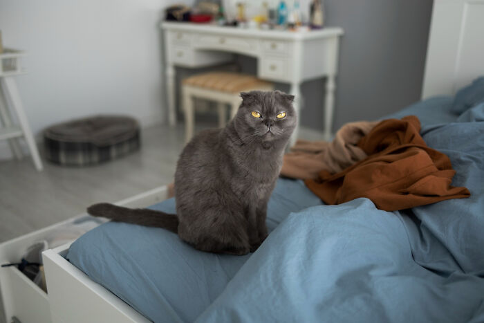 Gray cat sitting on bed symbolizing real nightmare tales