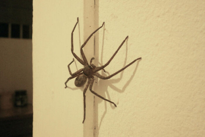 Large spider crawling on wall casting shadow real nightmare starts after waking up