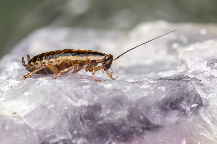 Close-up of cockroach on purple crystal surface nightmare stories