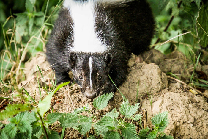 Skunk emerging from ground amid green plants real nightmare starts after waking up