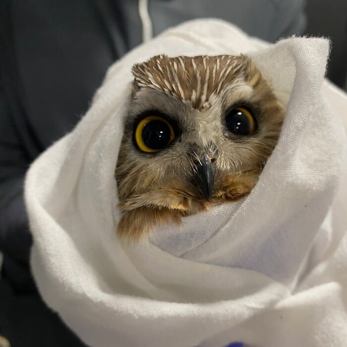 People Can’t Stop Smiling At These Adorably Wrapped Rescue Owls From A Wildlife Rehabilitation Center (40 New Pics)