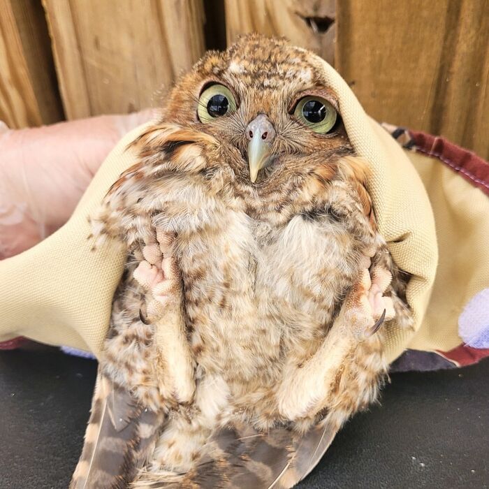 People Can’t Stop Smiling At These Adorably Wrapped Rescue Owls From A Wildlife Rehabilitation Center (40 New Pics)