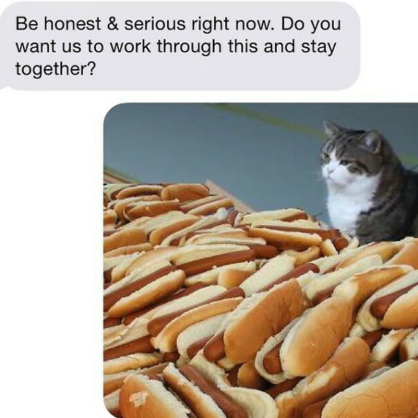 Relationship text with a cat and hot dogs asking to work through issues