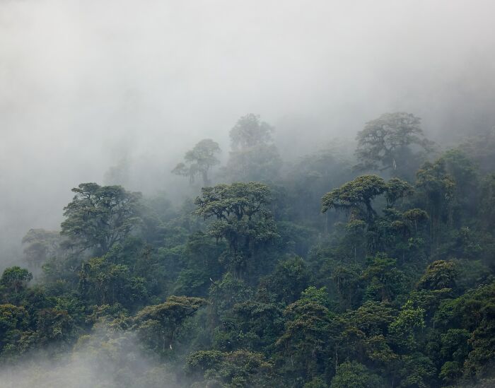 Dense, misty forest canopy, with trees disappearing into fog, highlighting the scientific facts about nature.