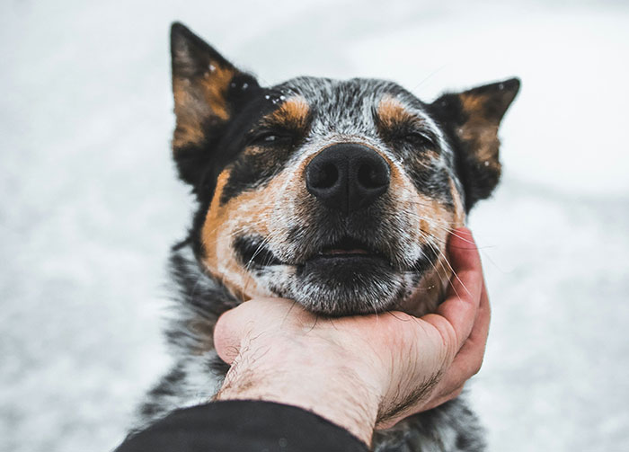 A speckled dog, eyes closed in bliss, as a hand scratches its chin. A moment of joy, not a controversial belief.
