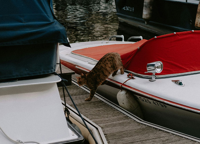 A tabby cat stretches from a wooden dock onto a white boat with a red cover, near other boats. This could spark arguments.
