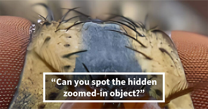 “Think Your Eyes Are Sharp?”: Identify These 16 Everyday Objects From Extreme Close-Ups