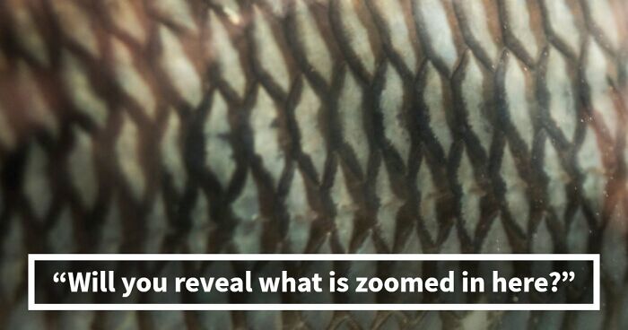 “Think Your Eyes Are Sharp?”: Identify These 16 Everyday Objects From Extreme Close-Ups