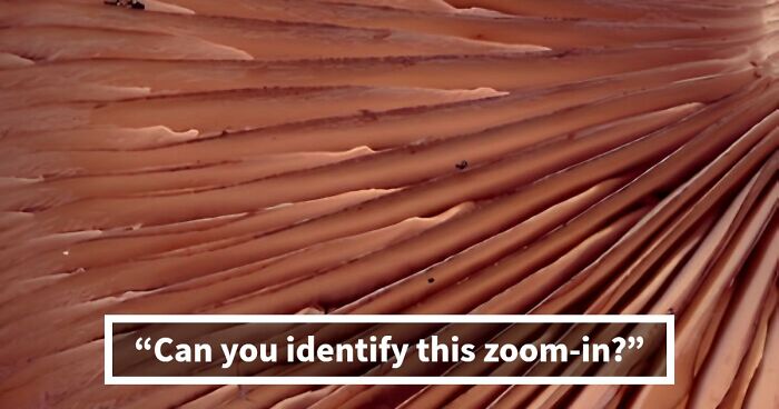 “Think Your Eyes Are Sharp?”: Identify These 16 Everyday Objects From Extreme Close-Ups