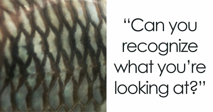 “Think Your Eyes Are Sharp?”: Identify These 16 Everyday Objects From Extreme Close-Ups
