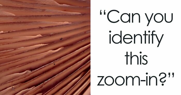 “Think Your Eyes Are Sharp?”: Identify These 16 Everyday Objects From Extreme Close-Ups