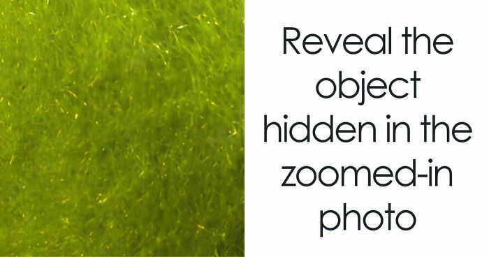 “Think Your Eyes Are Sharp?”: Identify These 16 Everyday Objects From Extreme Close-Ups