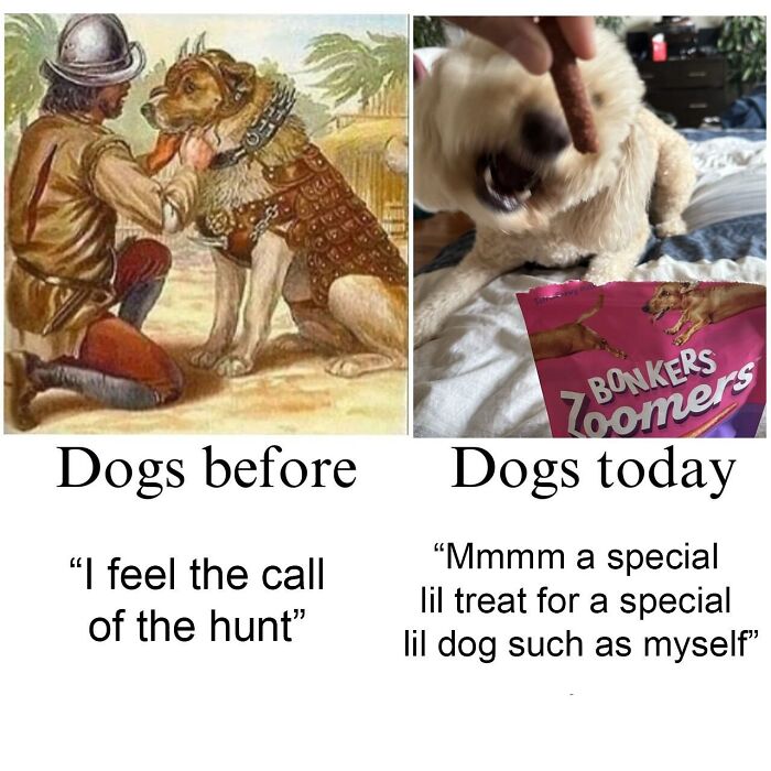 A split image contrasting Dogs before with a historical painting of a dog, and Dogs today with a modern dog eating a treat, both funny animal memes.