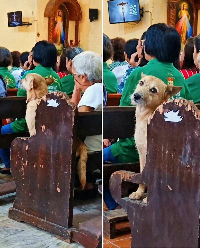 30 Adorable Dog Photos From “Cute Animal Photos To De-Stress” That Are Guaranteed To Brighten Your Day (New Pics)