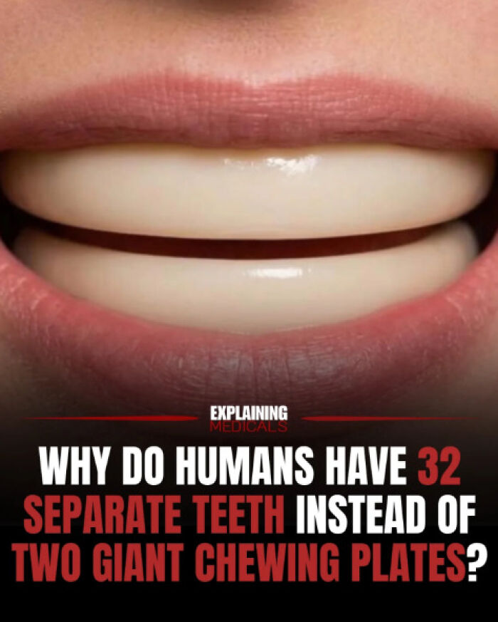 Human mouth with 32 separate teeth illustrating human teeth structure