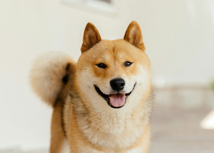 Close up of quiet dog breed Shiba Inu smiling outdoors