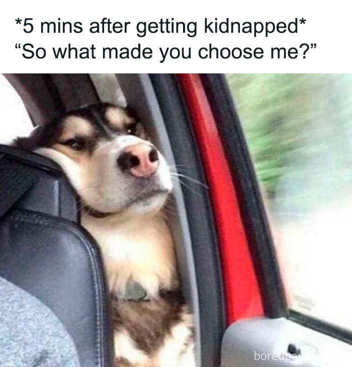 Humorous dog meme about kidnapping asking why it was chosen