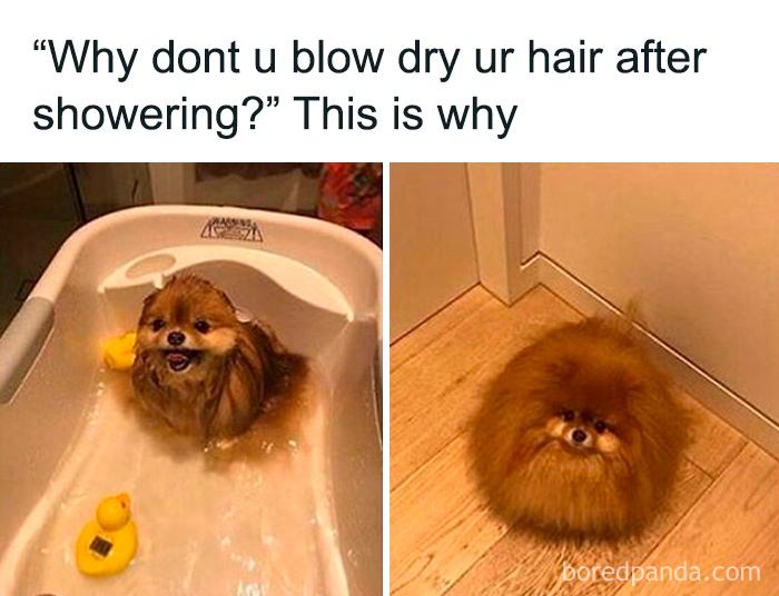 Humorous dog meme showing why people don’t blow dry hair after shower
