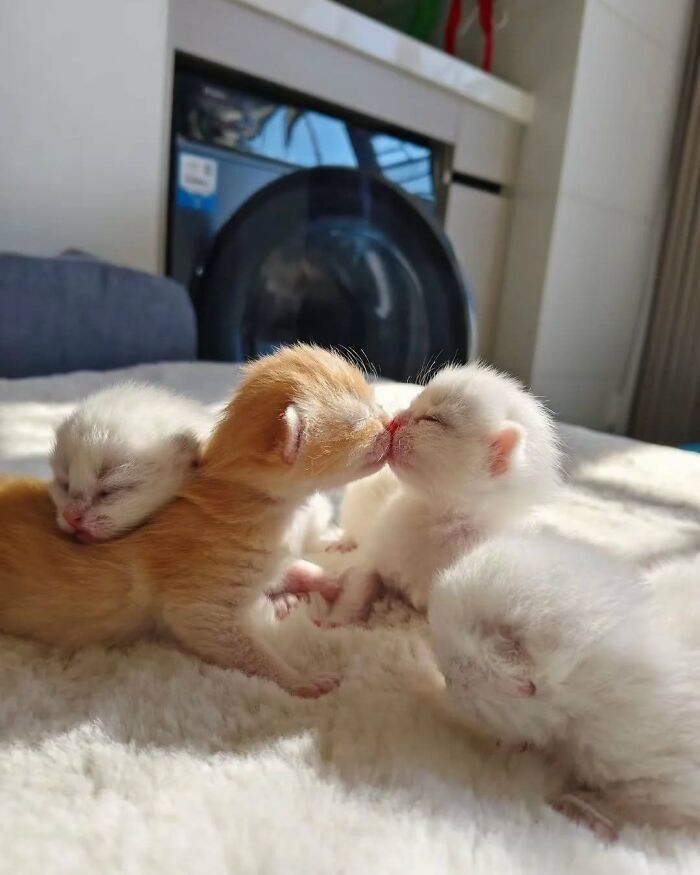 63 Adorable Cat Photos Shared By “Cute Animal Photos To De-Stress” That Are Guaranteed To Brighten Your Day
