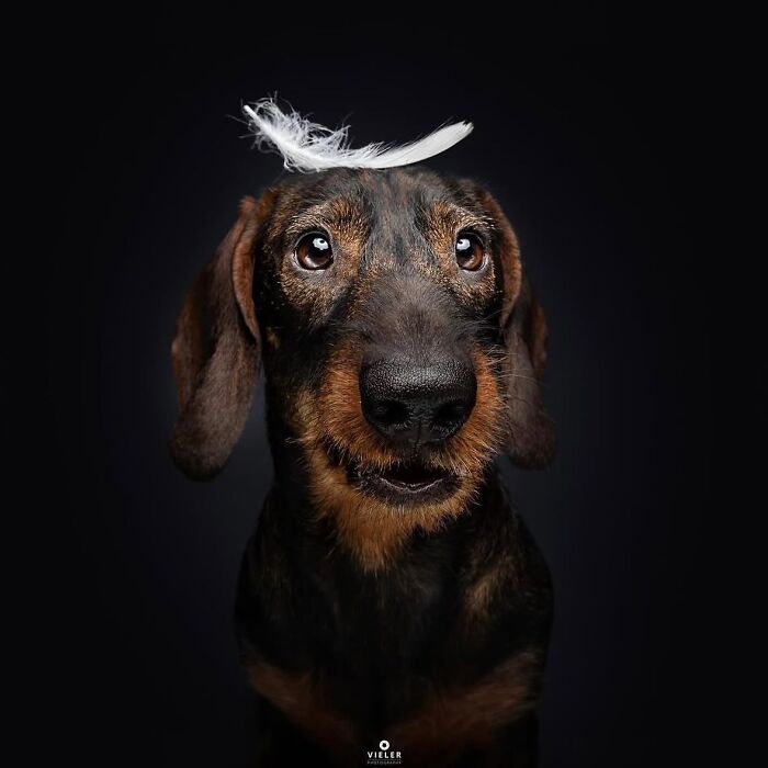 A cute brown and black senior dog with a white feather playfully balanced on its head, photographed by Christian Vieler.